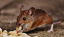 Find Exterminators in Kit Carson County